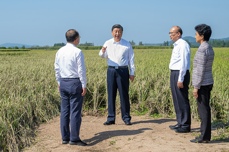 9月6日至8日，中共中央总书记、国度主席、中央军委主席习近平在黑龙江调查。这是7日上午，习近平在遭逢洪涝灾害的哈尔滨尚志市老街基乡龙王庙村，观察水稻受灾情况。