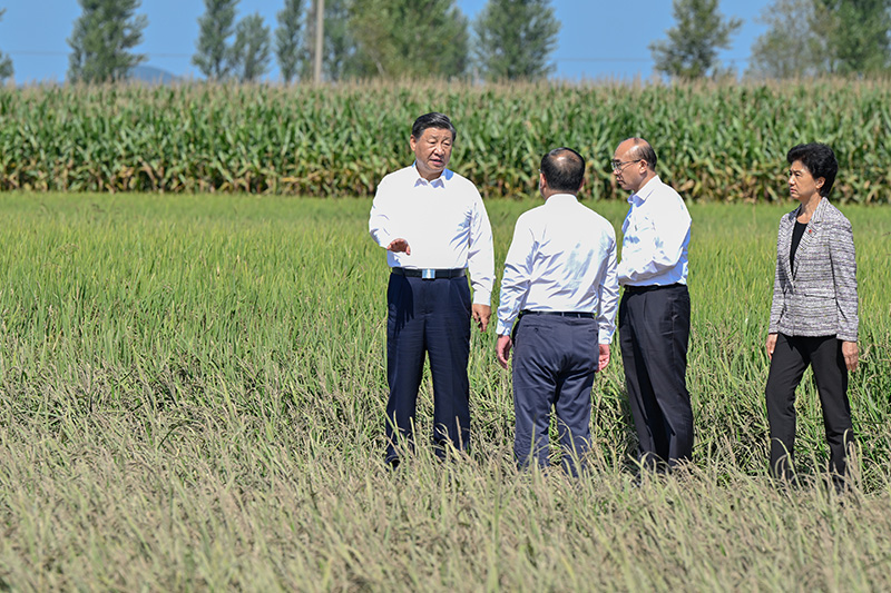 9月6日至8日，中共中央总书记、国度主席、中央军委主席习近平在黑龙江调查。这是7日上午，习近平在遭逢洪涝灾害的哈尔滨尚志市老街基乡龙王庙村，观察水稻受灾情况。